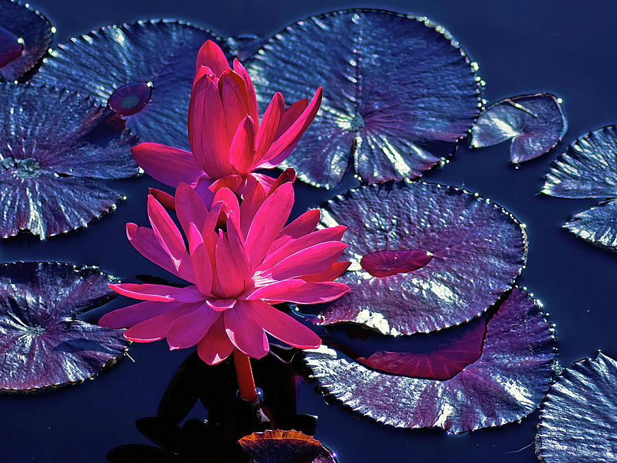 Lily Photograph - Pink Water Lilies by Brian Kerls