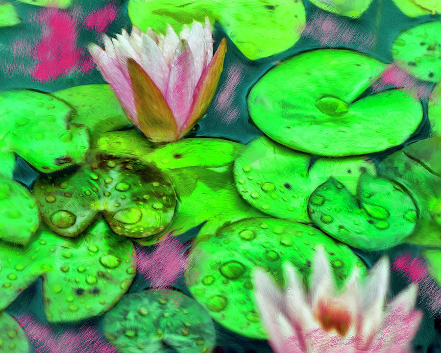 Pink Water Lilies In the Rain Photograph by Cordia Murphy