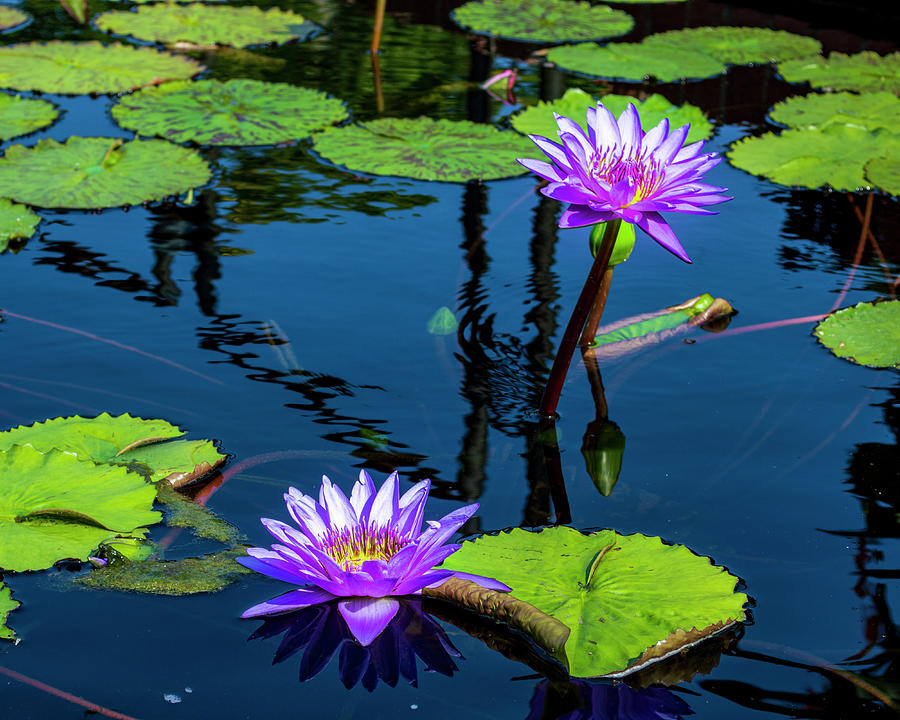 Pink Water Lilies Photograph by Lisa Blake