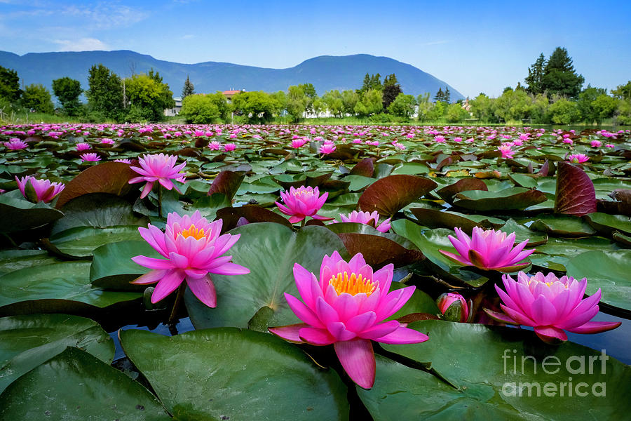 Pink Water Lilies Photograph by Michael Wheatley