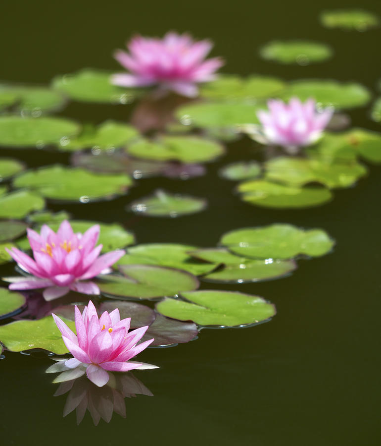 Pink Water Lilies Photograph by Phototropic