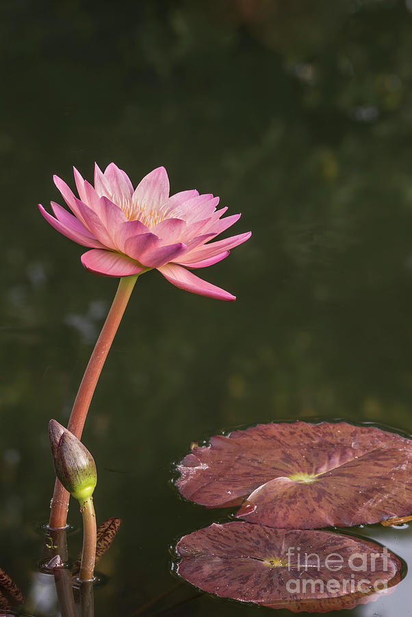 Pink Water Lilly Photograph by John Arnaldi