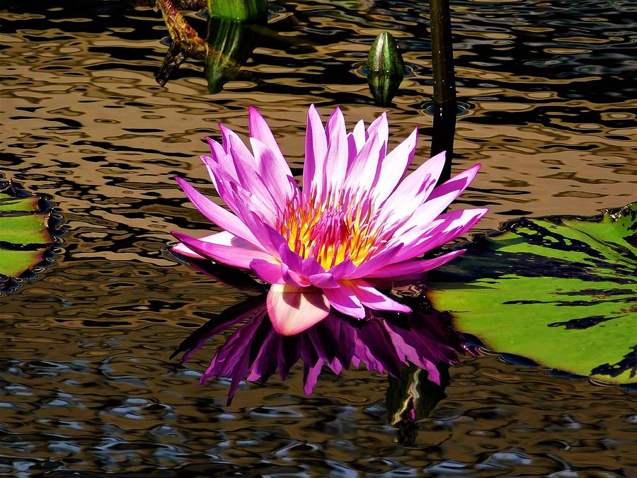 - Pink Water Lily #1 Photograph by THERESA Nye