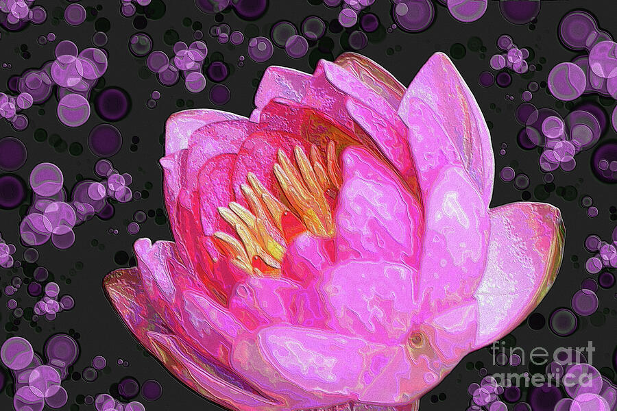 Pink Water Lily Abstract Photograph by Yvonne Johnstone