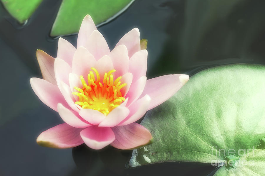 Lily Photograph - Pink water lily and pads, high angle view by Jane Rix