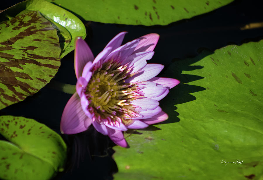 Pink Water Lily Close Up Photograph by Suzanne Gaff
