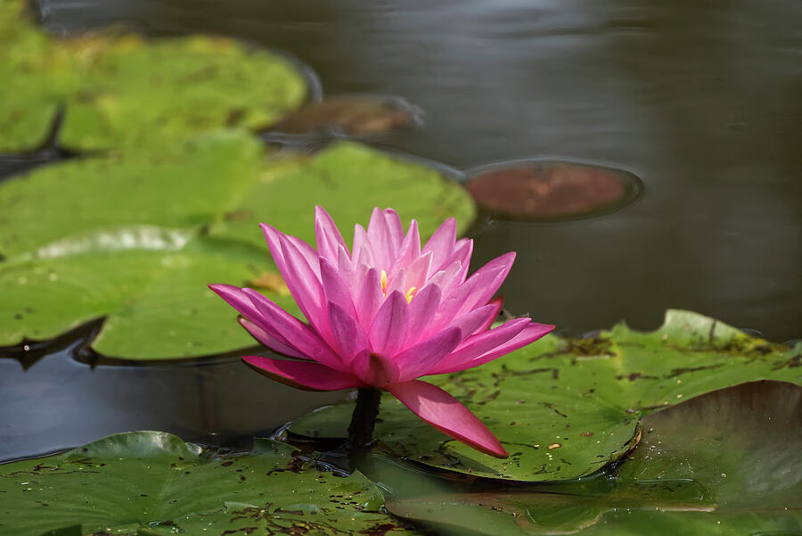 Pink Water Lily Photograph by Deborah Ritch