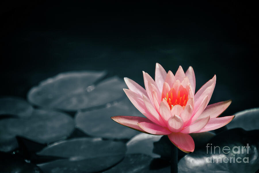 Pink water lily Photograph by Delphimages Photo Creations