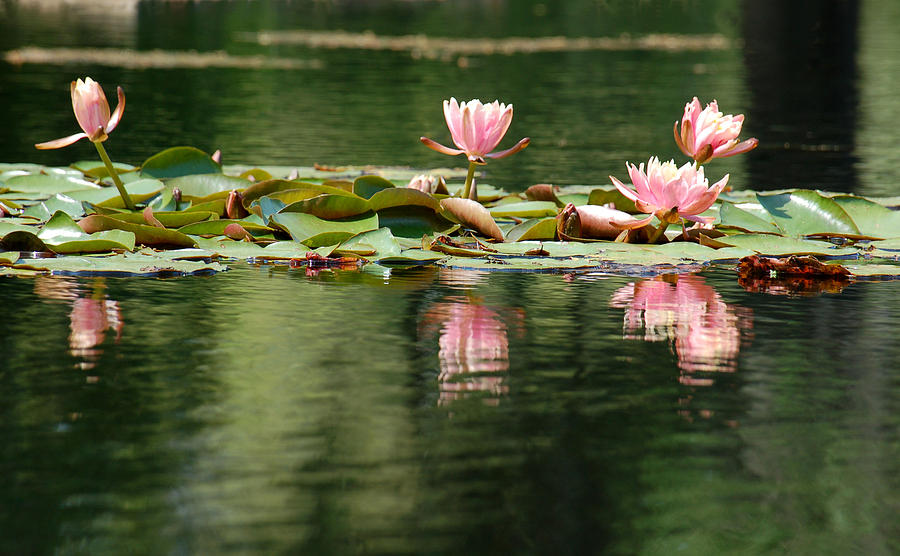 Pink Water Lily Flotilla Photograph by Suzanne Gaff
