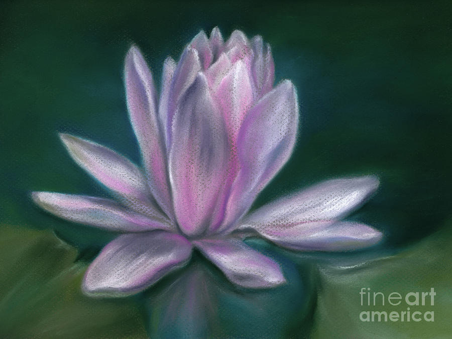 Pink Water Lily Flower on a Pond Painting by MM Anderson