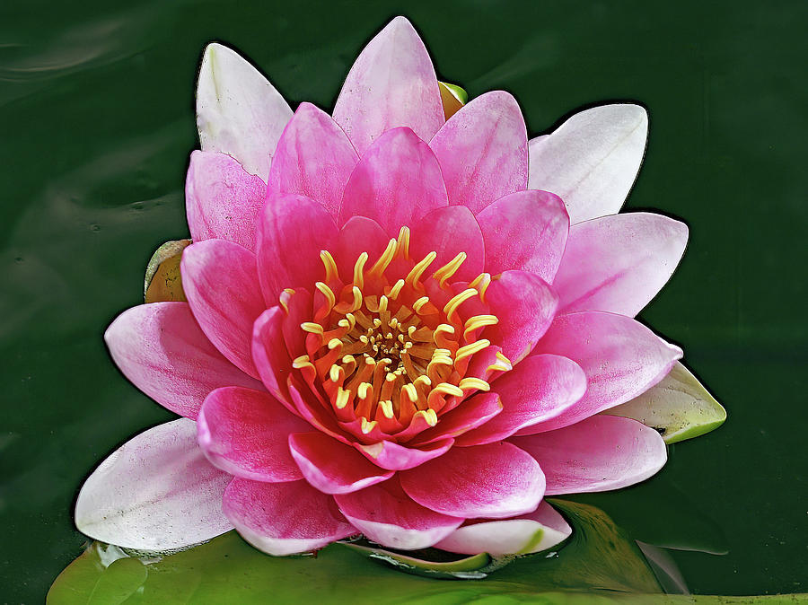 Pink Water Lily Photograph by Gina Fitzhugh
