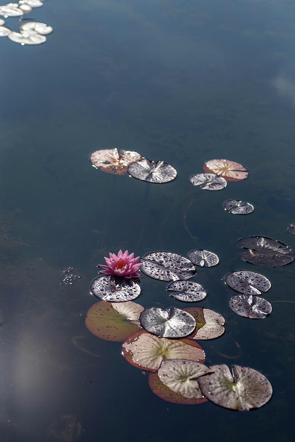Pink Water Lily in Dark Pond 1 Photograph by Jenny Rainbow