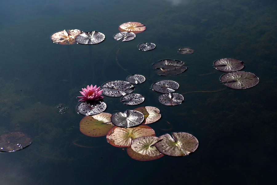 Pink Water Lily in Dark Pond Photograph by Jenny Rainbow
