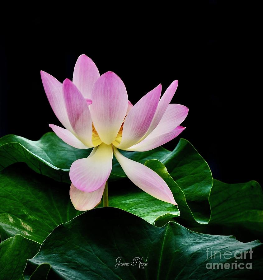 The Pink Water Lily Photograph by Jeannie Rhode