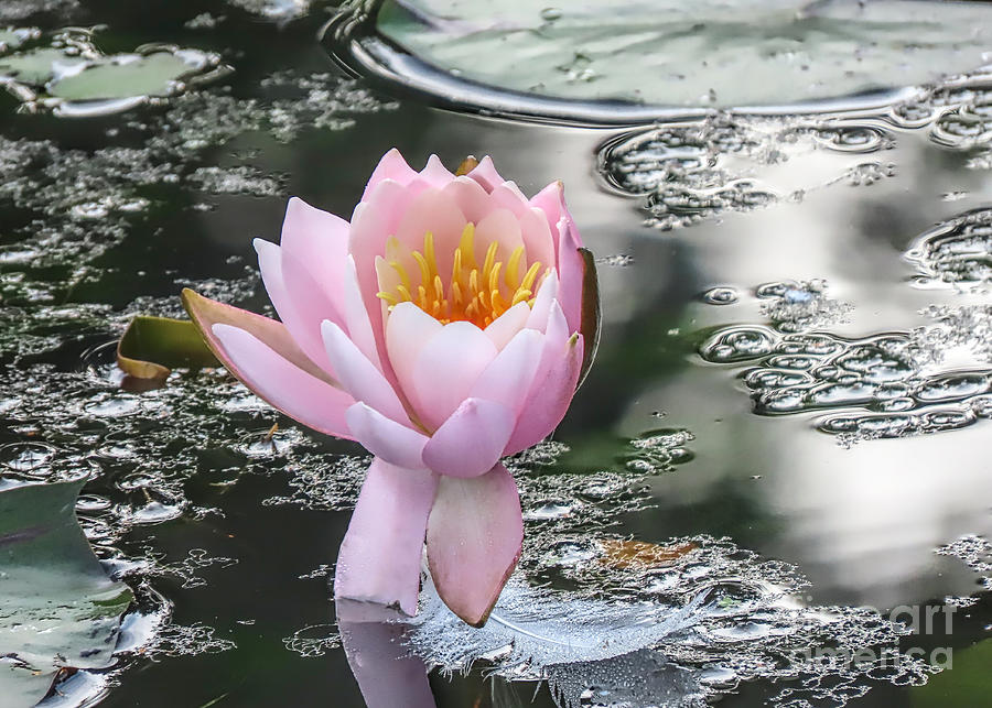 Water Lily Photograph - Pink water lily Jenney Pond by Janice Drew