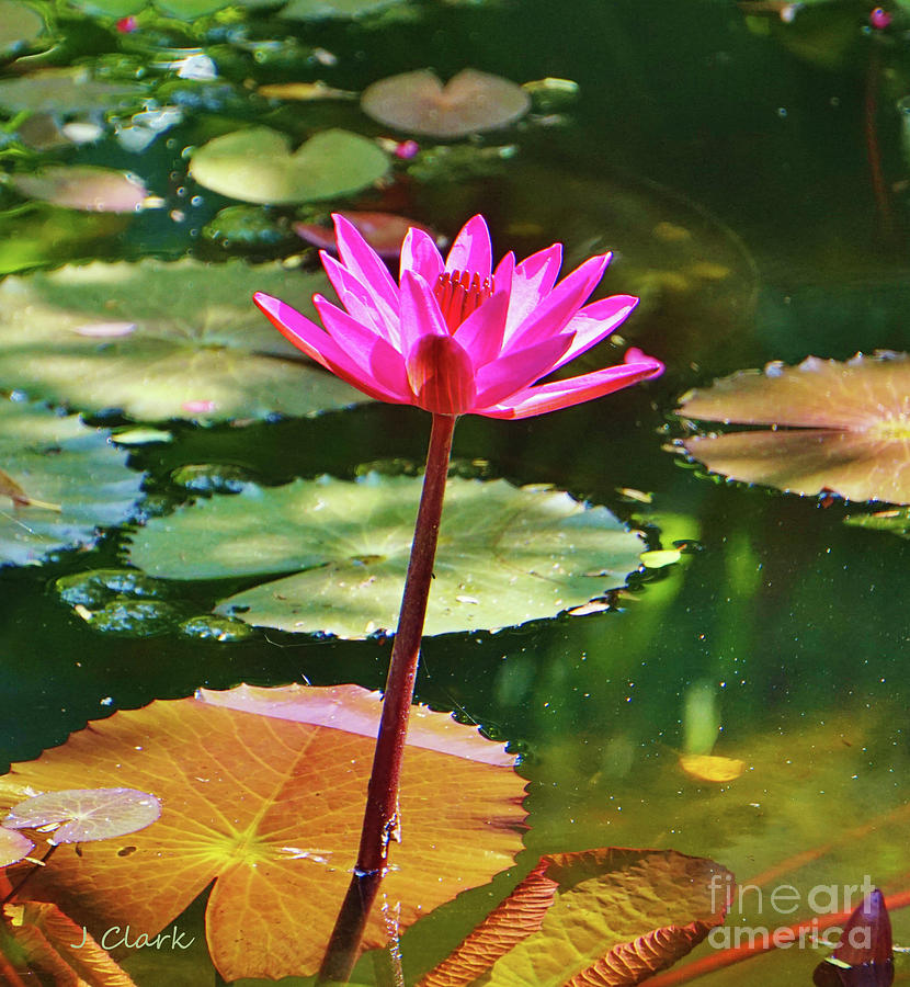 Lily Photograph - Pink Water Lily by John Clark