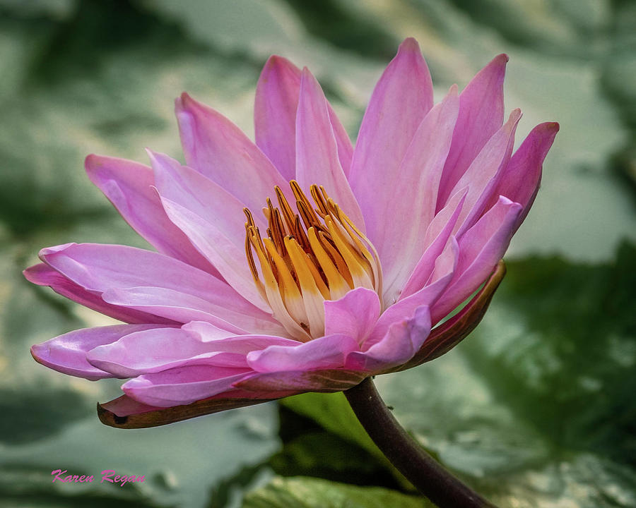 Pink Water Lily Photograph by Karen Regan