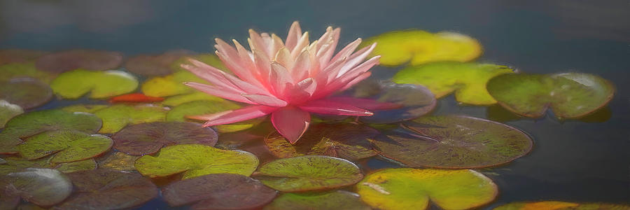 Pink Water Lily Panorama Photograph by Teresa Wilson