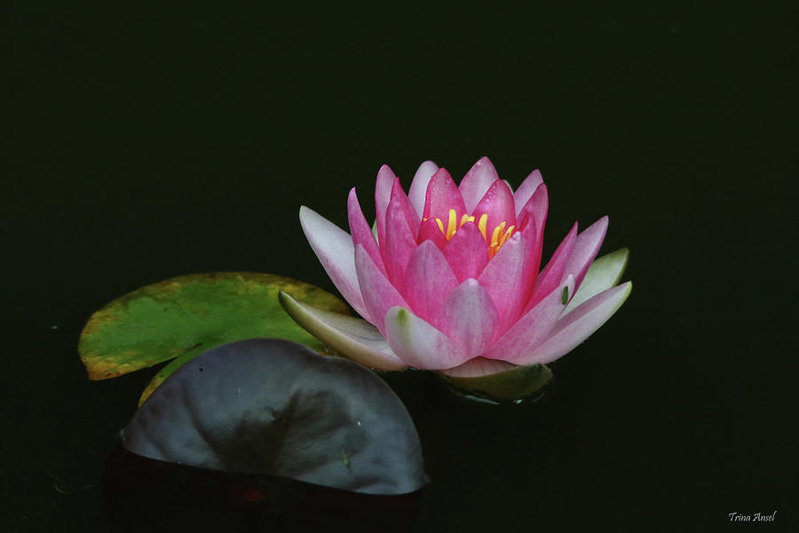Pink Water Lily with Dark Background Photograph by Trina Ansel