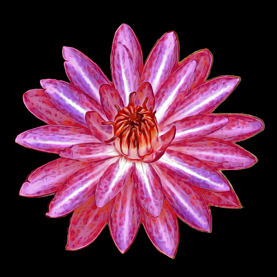 Pink Waterlily Blossom On Black Mixed Media by Deborah League