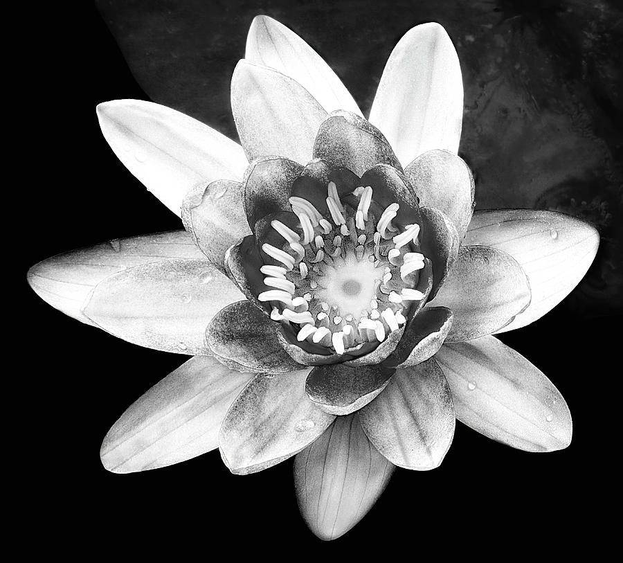 Pink Waterlily BW Photograph by Susan Candelario