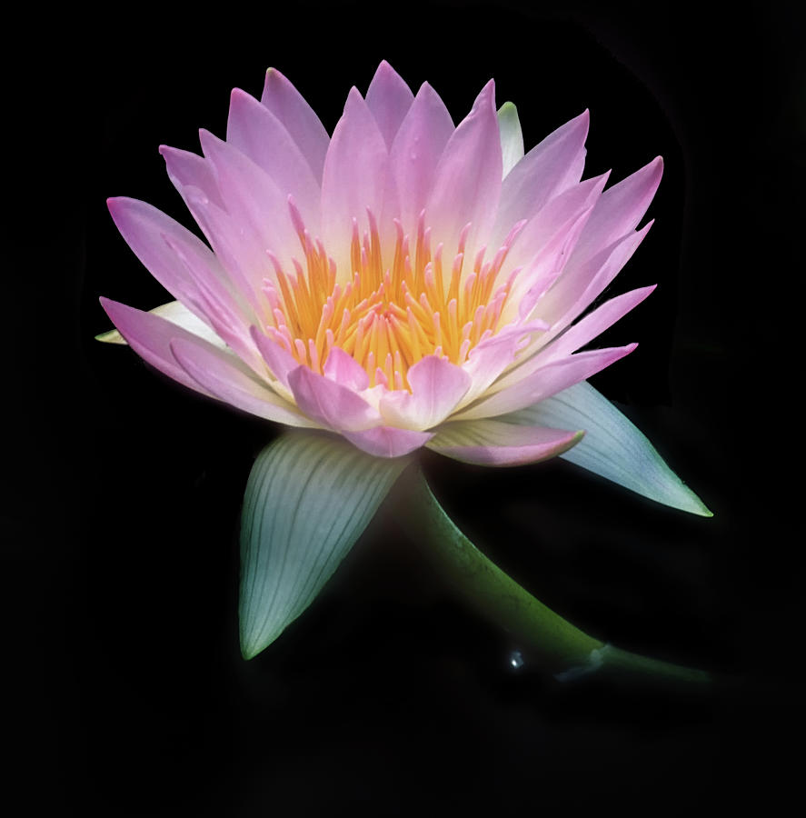 Pink Waterlily Photograph by Dave Mills