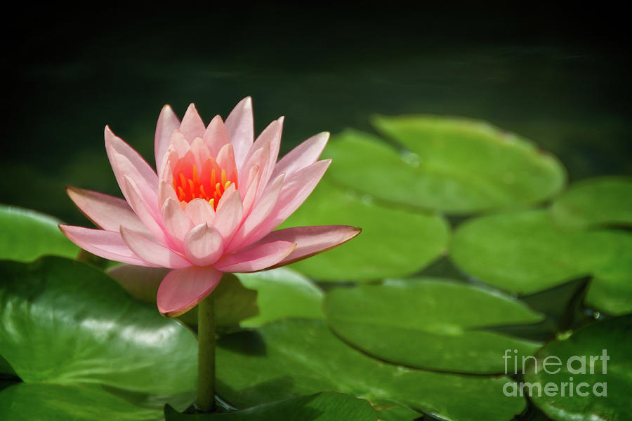Pink waterlily Photograph by Delphimages Photo Creations