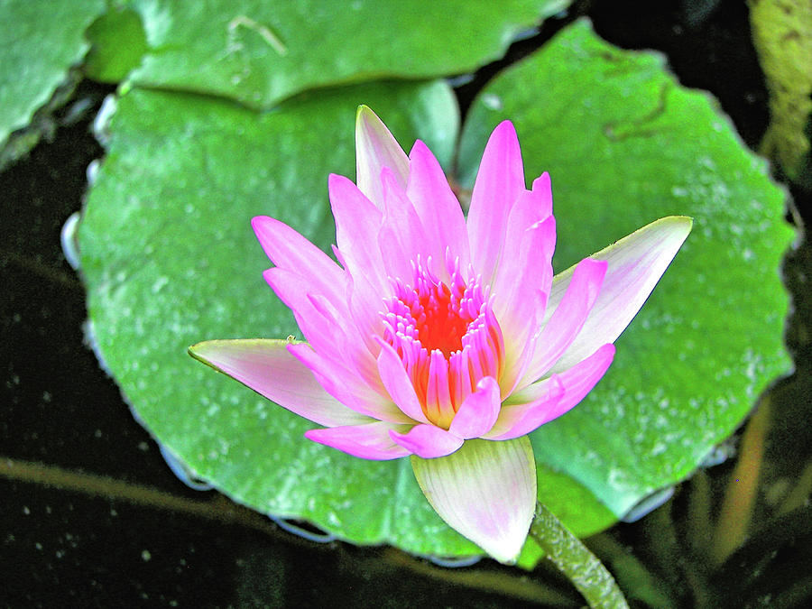Pink Waterlily Flower Photograph by David Lawson