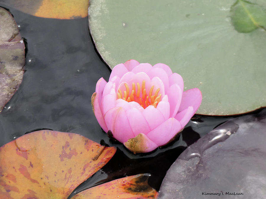Pink Waterlily in the Spring Photograph by Kimmary I MacLean