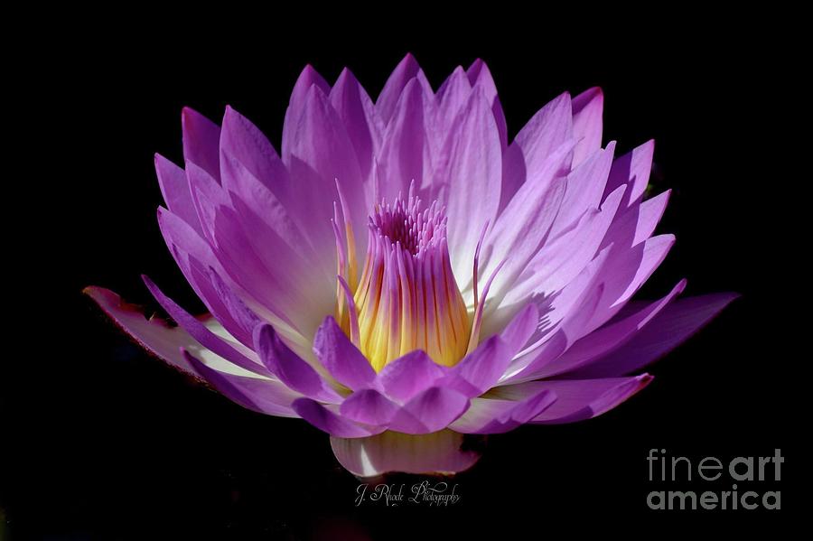 The Pink Crown Waterlily Photograph by Jeannie Rhode