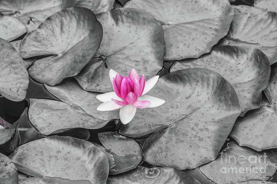 Pink Waterlily Photograph by Jennifer White