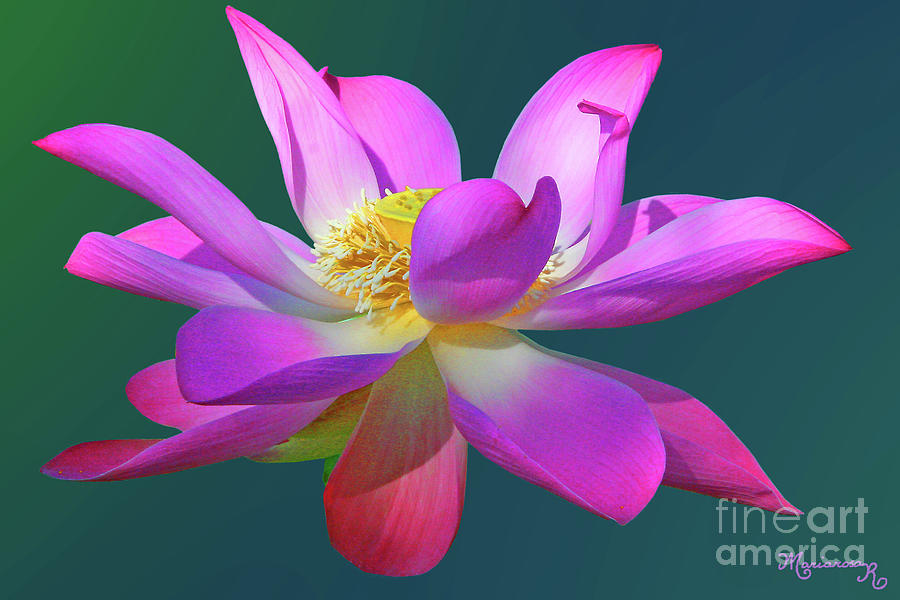 Pink Waterlily Photograph by Mariarosa Rockefeller