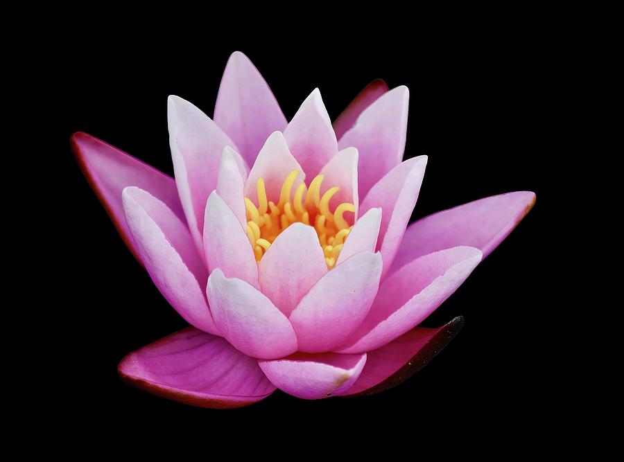 Pink Waterlily on Black Photograph by Richard Bryce and Family