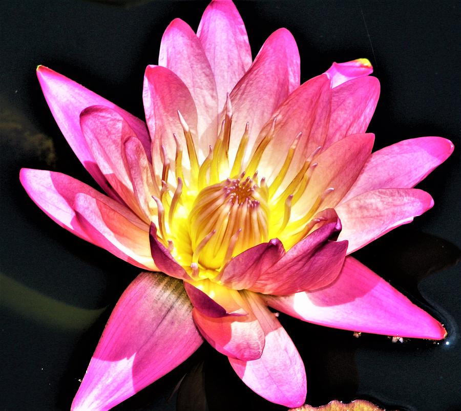 Pink Waterlily on the Pond Photograph by Bruce Bley