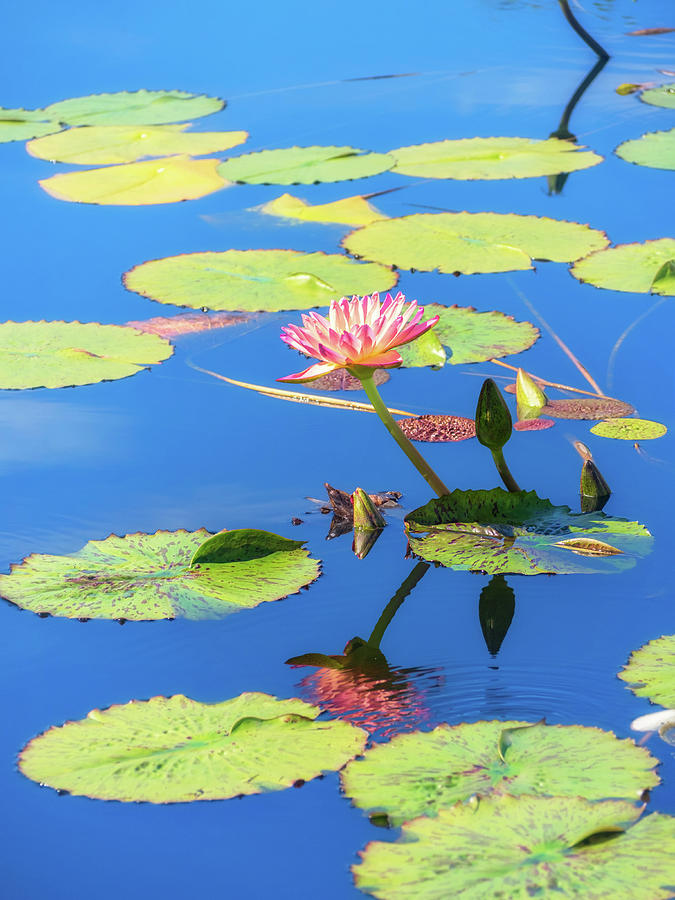 Pink Waterlily Reflection Photograph by Marianne Campolongo