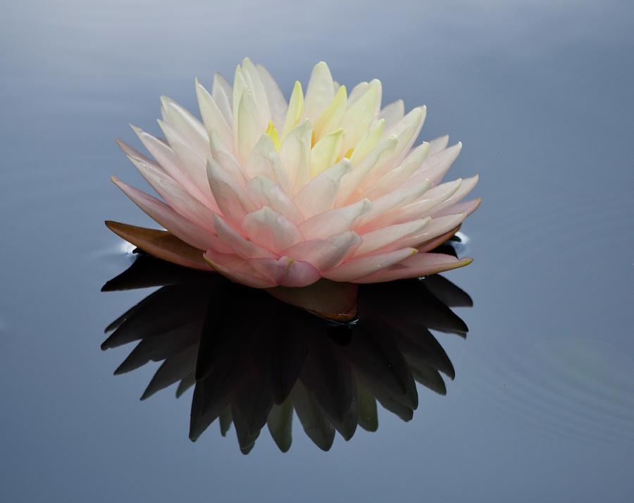 Pink Waterlily With Reflection Photograph by Richard Bryce and Family