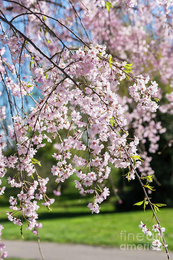 Pink Weeping Cherry Blossoms Photograph by Jennifer White
