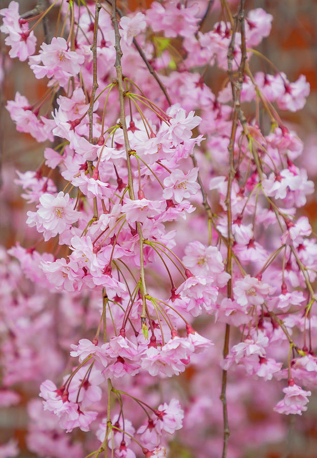 Pink Weeping Cherry Tree Photograph by Cate Franklyn