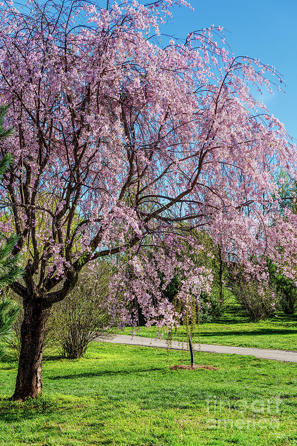 Pink Weeping Cherry Tree Photograph by Jennifer White