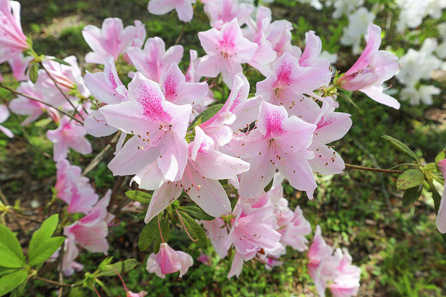 Pink White Azalea Tranquility Photograph by Ed Williams