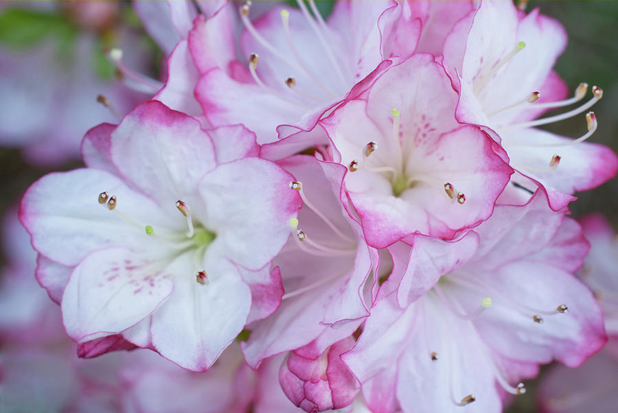 Pink White Azeleas Cluster Photograph