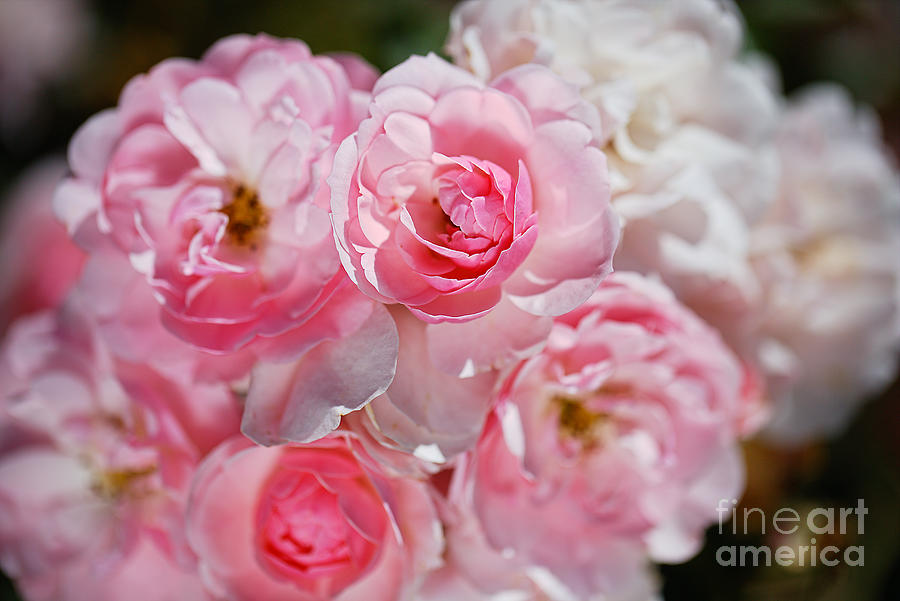 Pink White Standout Roses Photograph by Joy Watson