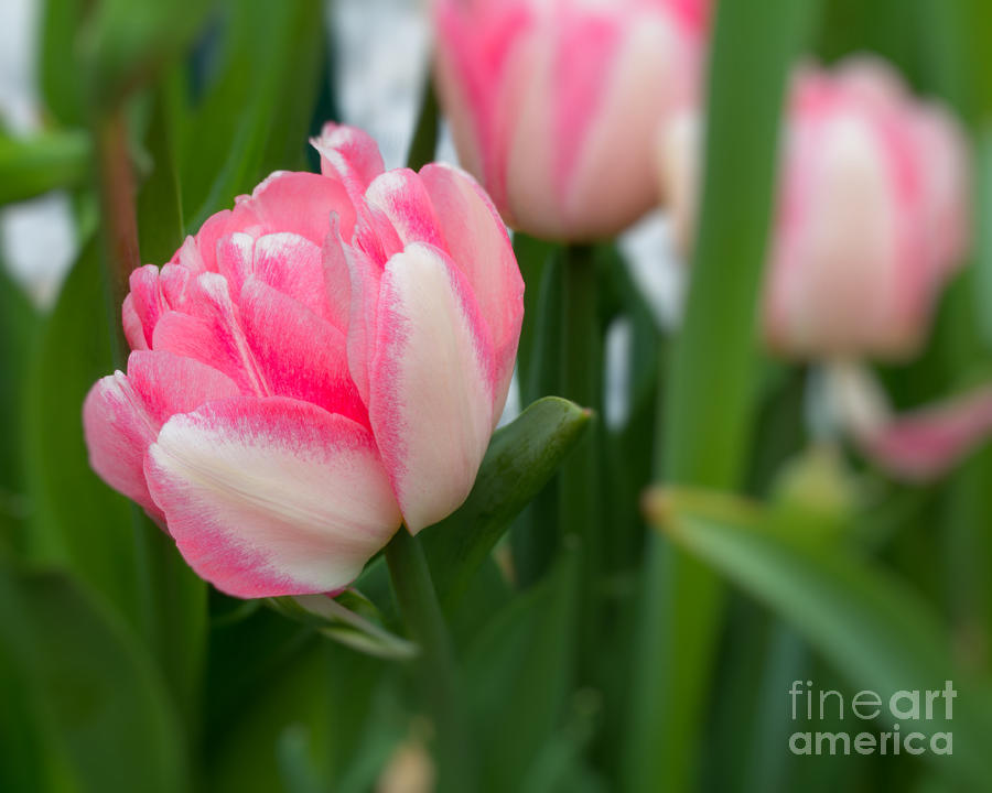 Pink-white Tulip Photograph by Agnes Caruso