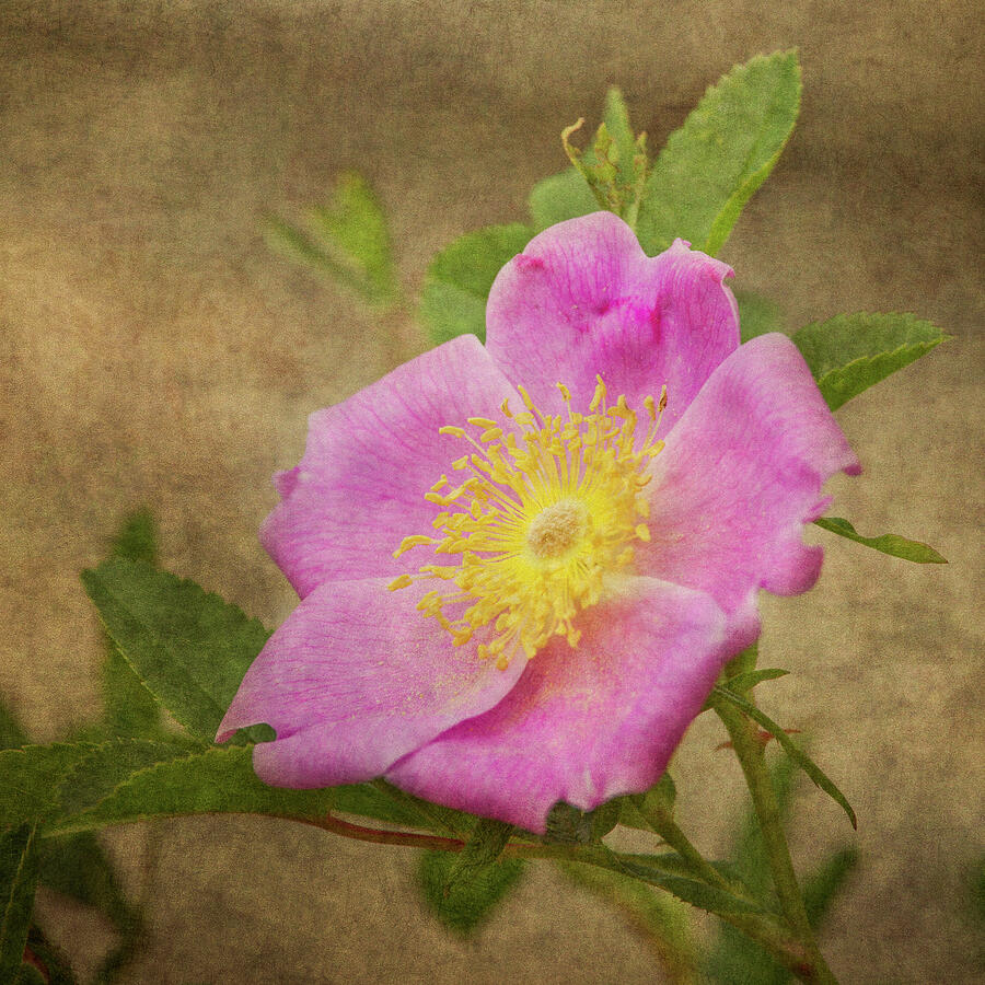 Pink Wild Rose Photograph by Dale Kincaid