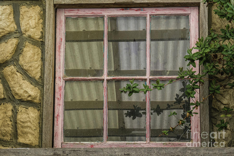 Pink Window Photograph by Elaine Teague