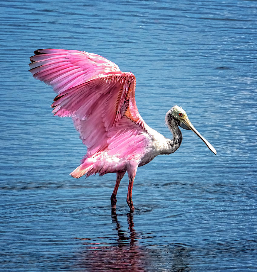 Pink Wings Photograph by Tom Singleton
