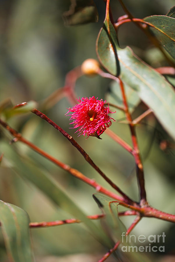 Pink Winter Eucalyptus Flower Photograph by Joy Watson