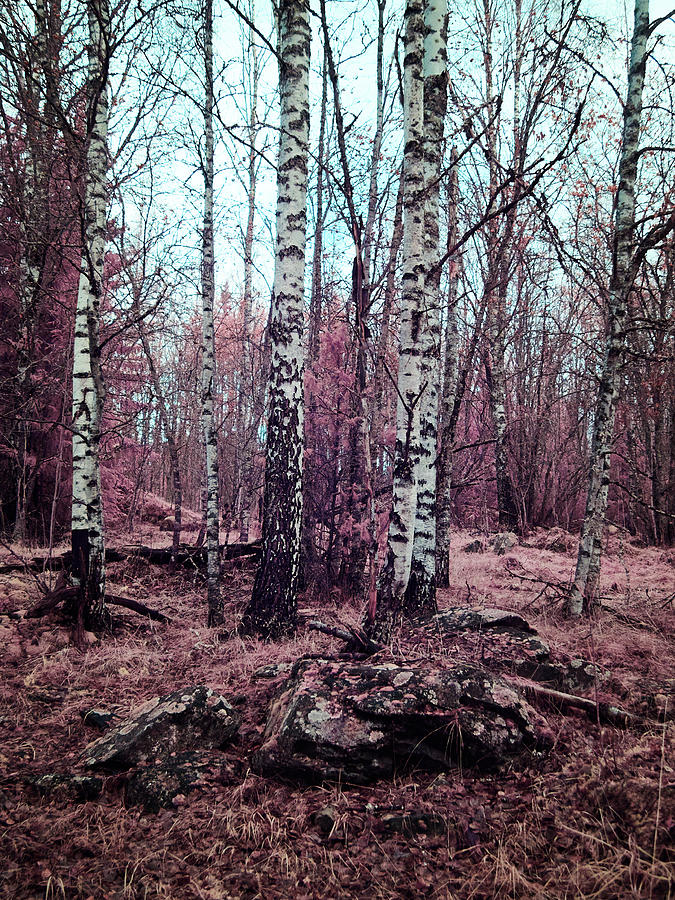 Pink woods white birches Photograph by Jouko Lehto