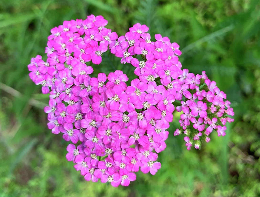 Pink Yarrow Photograph by Maryellen Tully - Pixels