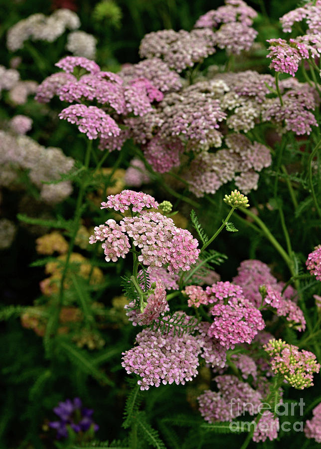 Pink Yarrow Photograph by Susan Garver